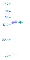 Human CD58 Protein (Recombinant GST)