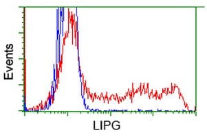 LIPG / Endothelial Lipase Antibody (clone OTI3C7)
