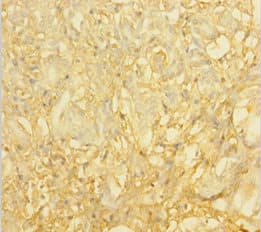 SUB1 Antibody