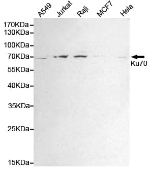 Monoclonal Mouse anti-Human XRCC6 / Ku70 Antibody (WB)