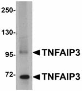 IHC-plus™ Polyclonal Rabbit anti-Human TNFAIP3 / A20 Antibody (IHC, IF, WB)