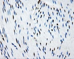 PSMC3 Antibody (clone OTI9F3, Carrier-free)