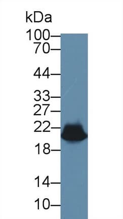 HSPB6 / HSP20 Antibody (aa1-162, PE)