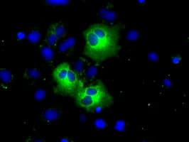 PDE4A / PDE4 Antibody (clone OTI3D4)