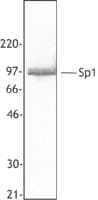 IHC-plus™ SP1 Antibody (Internal)
