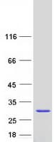 Human PGPEP1 Protein (Recombinant Myc-DDK (Flag))