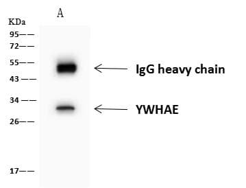 YWHAE / 14-3-3 Epsilon Antibody
