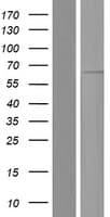 EIF2B4 Protein (Over-Expression Lysate Myc-DDK (Flag))
