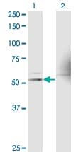 RXTA / RXR-Alpha Antibody (clone 1G1)