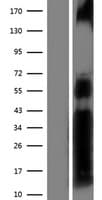 NFAT1 / NFATC2 Protein (Over-Expression Lysate Myc-DDK (Flag))