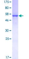 Human DNALI1 Protein (Recombinant GST)