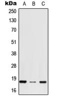 Polyclonal Rabbit anti-Human RPS27 / Ribosomal Protein S27 Antibody (N-Terminus, WB)