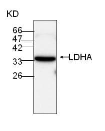 IHC-plus™ Monoclonal Mouse anti-Human LDHA / LDH1 Antibody (IHC, WB)