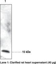 CRBPIV / RBP7 Antibody