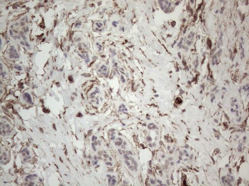 CD34 Antibody (aa312-385, clone OTI12F2, Carrier-free)