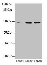 Polyclonal Rabbit anti-Human GPR83 Antibody (WB)