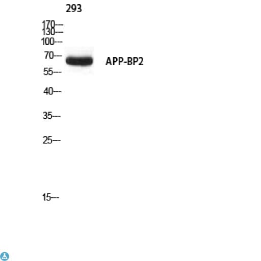 Polyclonal Rabbit anti-Human APPBP2 Antibody (WB)