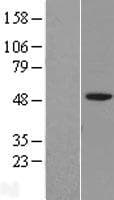 IGSF11 / VSIG3 Protein (Over-Expression Lysate Myc-DDK (Flag))