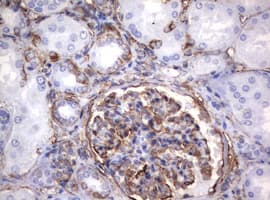 Vimentin Antibody (clone OTI1A9)