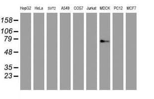 GOLM1 / GP73 / GOLPH2 Antibody (clone OTI4B3, Carrier-free)