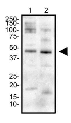 EPOR / EPO Receptor Antibody (aa300-400)