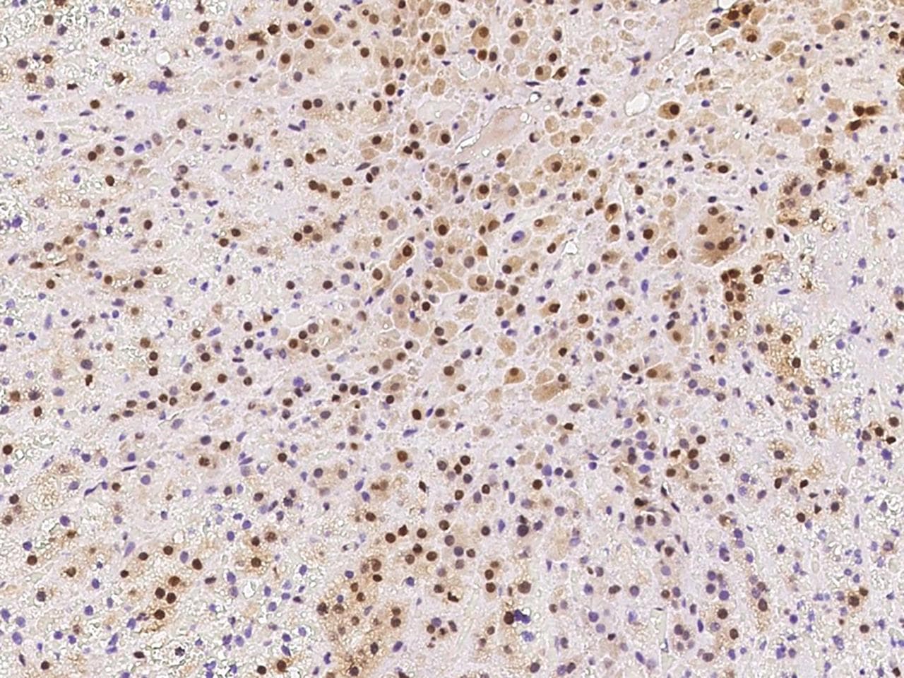 LSM7 Antibody