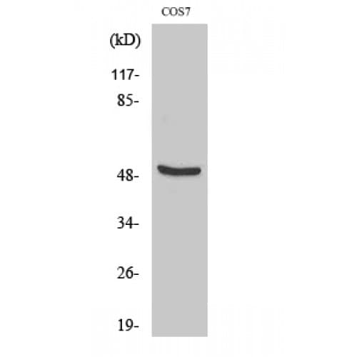 TFDP2 / DP2 Antibody (Internal)