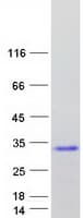 Human CPLX4 / Complexin IV Protein (Recombinant Myc-DDK (Flag))
