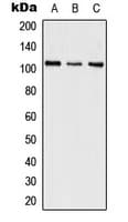 SFSWAP / SWAP Antibody (Internal)