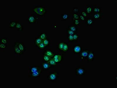 GZMH / Granzyme H Antibody