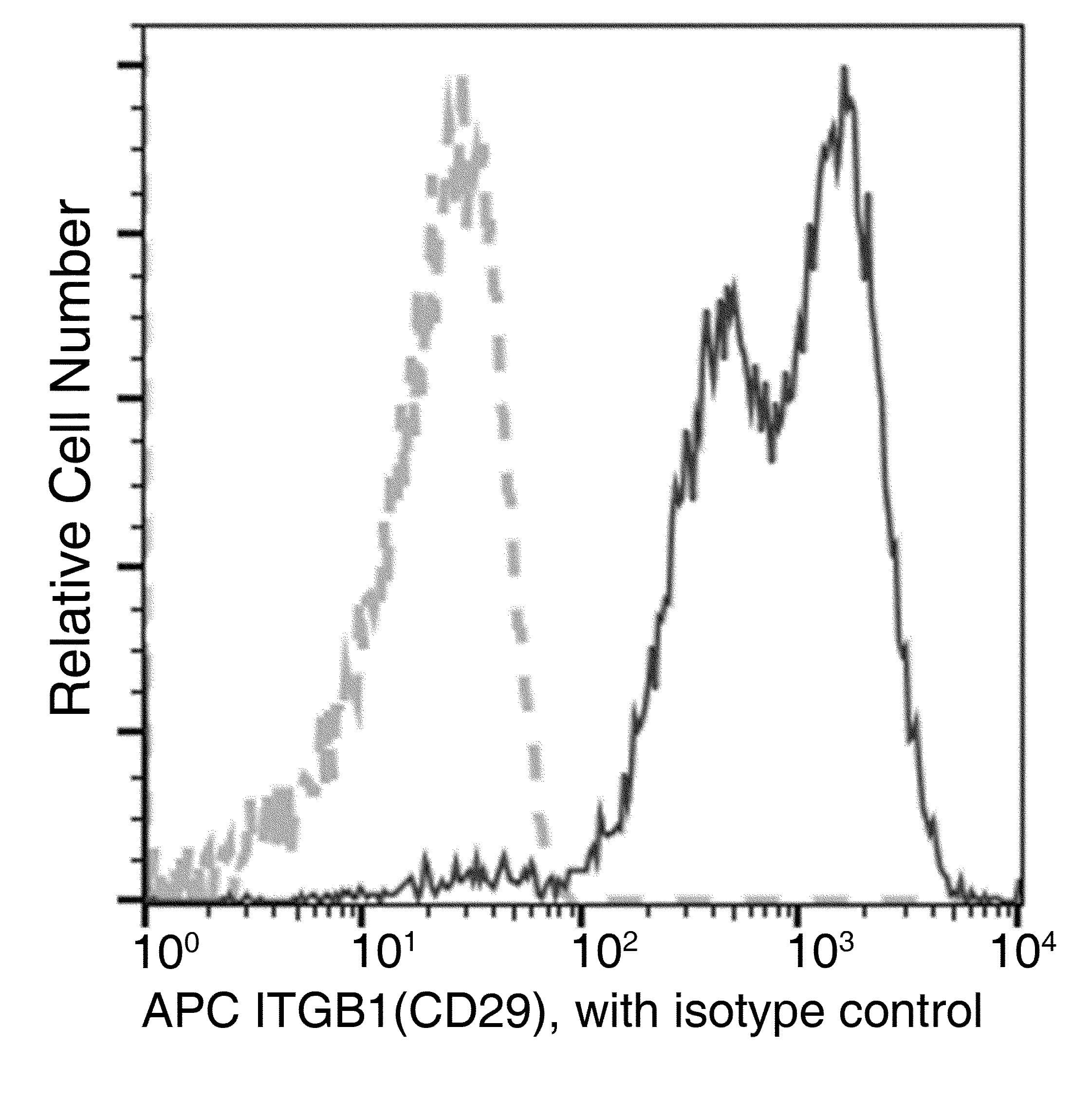 ITGB1 / Integrin Beta 1 / CD29 Antibody (clone 06, APC)