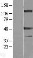 TRAF1 Protein (Over-Expression Lysate Myc-DDK (Flag))