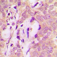 STAM2 Antibody (Internal)