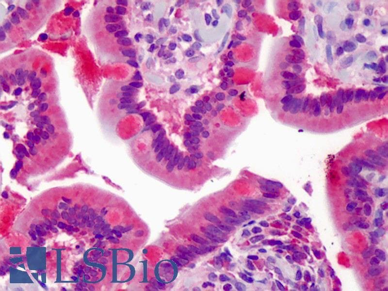 ZNF777 Antibody (aa468-517)