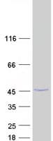 Human HMCES / C3orf37 Protein (Recombinant Myc-DDK (Flag))