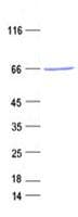 Human PROX2 Protein (Recombinant His, N-Terminal)