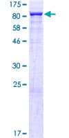 Human THOC5 Protein (Recombinant GST)