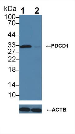 PDCD1 / CD279 / PD-1 Antibody (aa41-132)