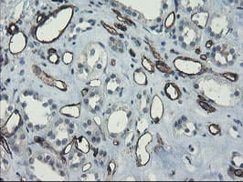 PECAM-1 / CD31 Antibody (clone OTI2B5)