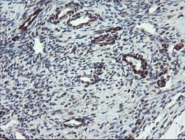 TSC22D1 / TSC22 Antibody (clone OTI3B7)