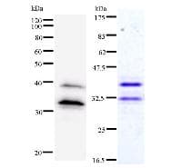 BBX Antibody (clone 2065C12a)