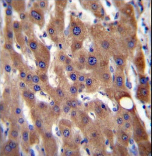 CIB4 Antibody (aa26-54)