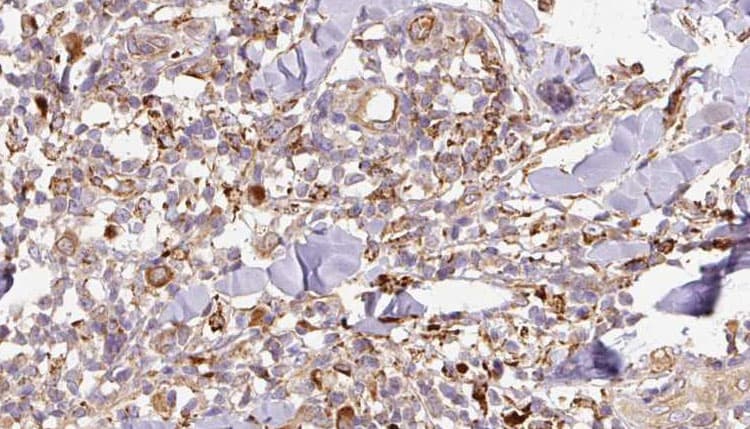 Osteonectin / SPARC Antibody