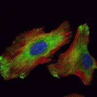 WIF1 Antibody (clone 1G5)