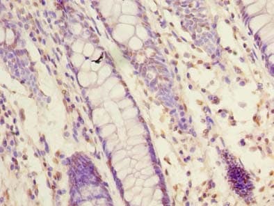 Polyclonal Rabbit anti-Human NXPE1 / FAM55A Antibody (IHC, WB)