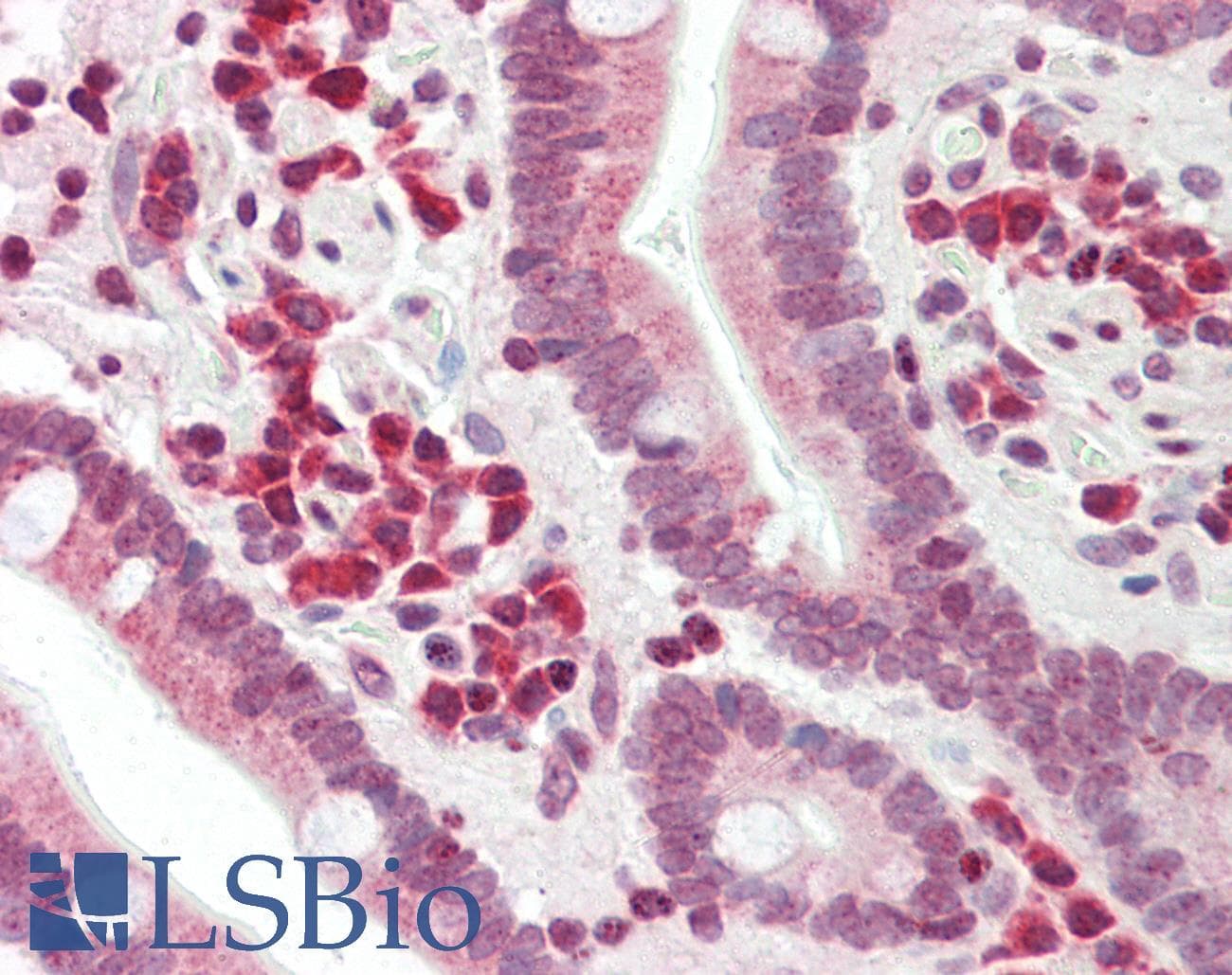 IHC-plus™ DERL1 / Derlin 1 Antibody (aa224-251)