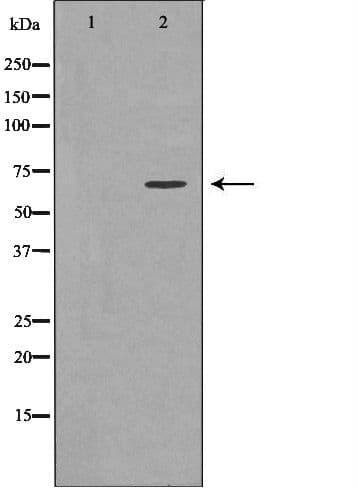 NET1 / ARHGEF8 Antibody