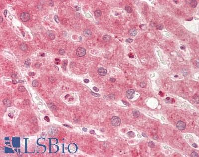 GABARAPL1 / ATG8 Antibody (aa31-80)