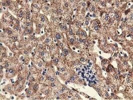 UHMK1 / KIS Antibody (clone OTI2H4, Carrier-free)