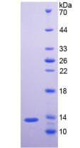 Rabbit FGF2 / Basic FGF Protein (Recombinant His)